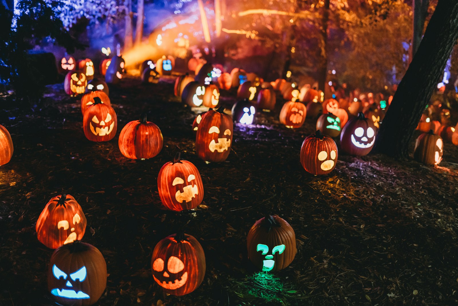 Group of glowing carved pumpkins in a pumpkin patch, setting the Halloween mood for Cheltenham events
